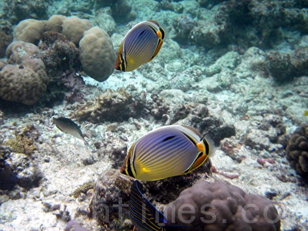 Maldives - Paradise Island Scenery