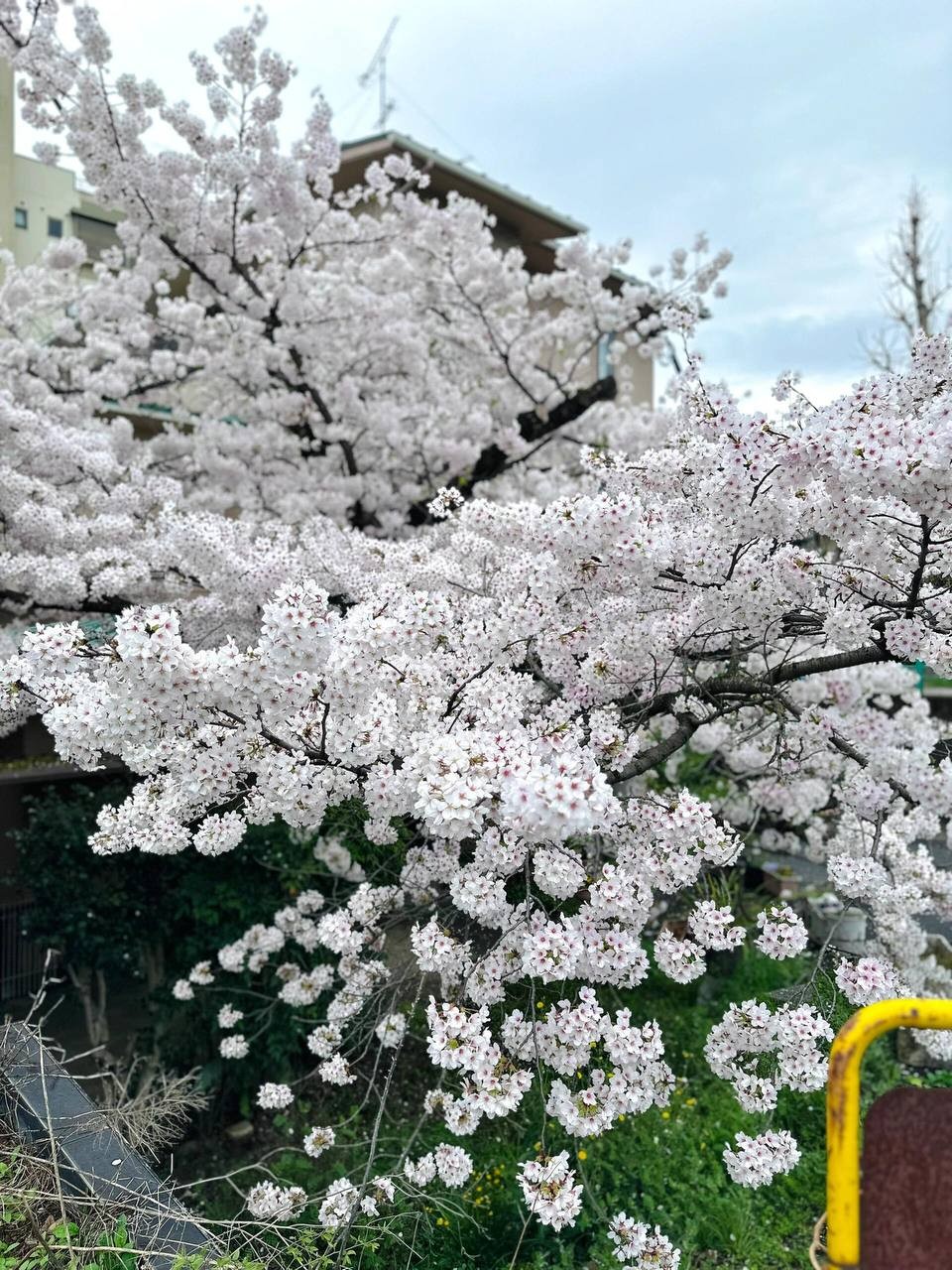 15-Day Japan Cherry Blossom Hot Spring Culture Panoramic Tour